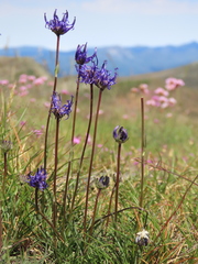 Phyteuma hemisphaericum