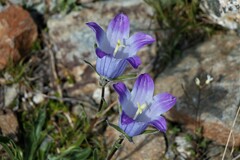 Campanula tridentata