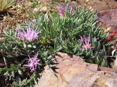 Jurinea humilis