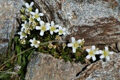 Cherleria arctica