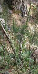 Verbascum rotundifolium