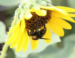 Bombus sonorus