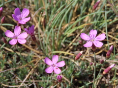 Dianthus langeanus