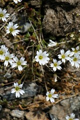 Dichodon cerastoides
