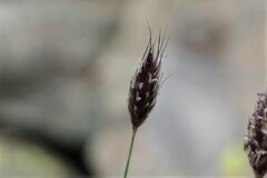 Alopecurus vaginatus