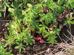 Alchemilla catalaunica