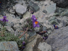 Linaria alpina alpina