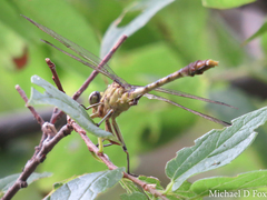 Arigomphus submedianus