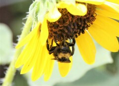 Bombus sonorus