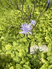 Cicerbita macrophylla