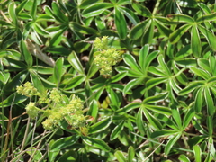 Alchemilla catalaunica