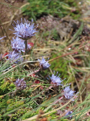Jasione laevis