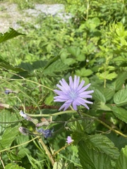 Cicerbita macrophylla