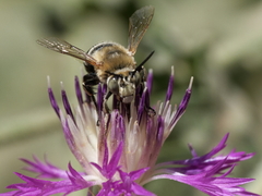 Amegilla quadrifasciata