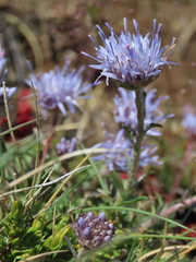 Jasione laevis