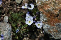 Veronica telephiifolia