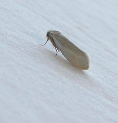 Tegeticula yuccasella