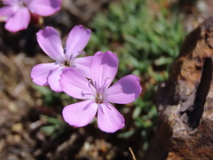 Dianthus langeanus