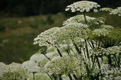 Heracleum stevenii