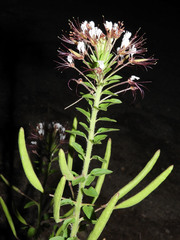 Polanisia dodecandra trachysperma