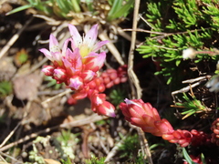 Sedum candolleanum