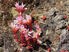 Sedum candolleanum