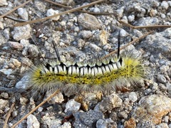Lophocampa mixta