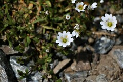 Dichodon cerastoides