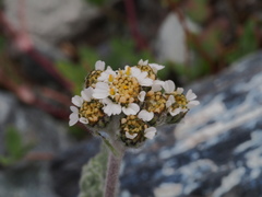 Achillea nana