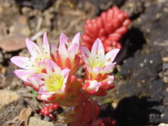 Sedum candolleanum