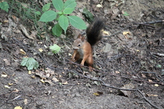 Sciurus vulgaris