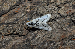 Linosta