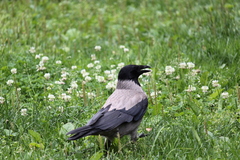 Corvus cornix