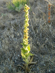 Verbascum