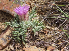 Jurinea humilis