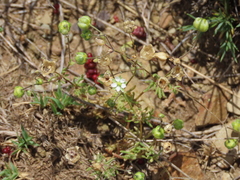 Spergula morisonii