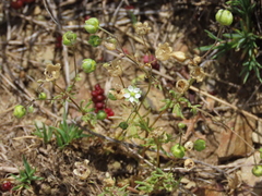 Spergula morisonii