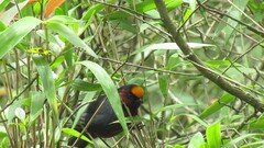 Catamblyrhynchus diadema