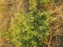 Galium