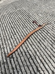 Coniophanes bipunctatus