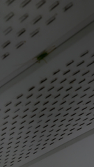 Meconema thalassinum