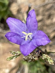 Campanula parryi