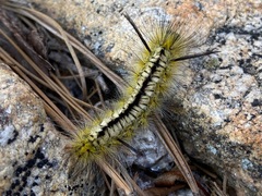 Lophocampa mixta