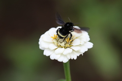 Bombus mexicanus