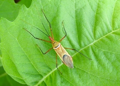 Zelus grassans