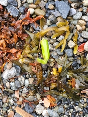 Capsicum annuum annuum