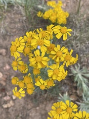 Hymenoxys subintegra