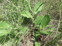 Multidentia concrescens