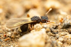 Cyphomyrmex flavidus
