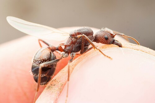 Novomessor albisetosus photo 5